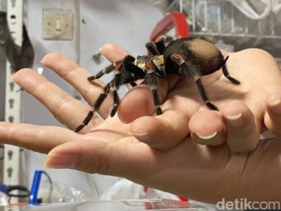 Tarantula Penghasil Cuan