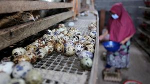 Melihat Hasil Budidaya Telur Puyuh di Aceh