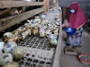 Melihat Hasil Budidaya Telur Puyuh di Aceh Melihat Hasil Budidaya Telur Puyuh di Aceh