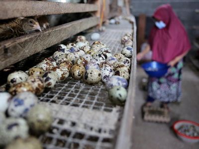 Melihat Hasil Budidaya Telur Puyuh di Aceh