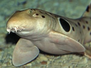 Indonesia Ternyata Punya Spesies Langka Hiu Berjalan, Seperti Apa Wujudnya?