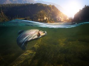 Organ Gerak Ikan untuk Berenang, Ini Nama dan Fungsinya Organ Gerak Ikan untuk Berenang, Ini Nama dan Fungsinya