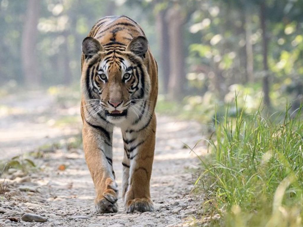 Cengkeraman Harimau pada Bayi yang Dilawan sang Ibu