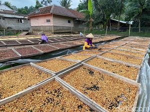 Green Economy yang Mengantar 5 Ton Kopi Ibun Diekspor ke Jepang