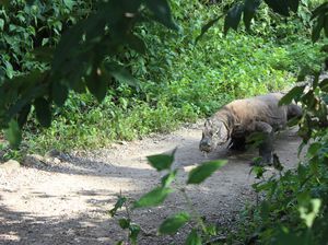 DPR Wanti-wanti Konflik Bikin Citra Komodo Buruk di Mata Internasional DPR Wanti-wanti Konflik Bikin Citra Komodo Buruk di Mata Internasional