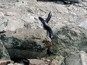 2 Ekor Ular Pelangi Diamankan Saat Kawin di Reruntuhan Rumah di Kalikotes