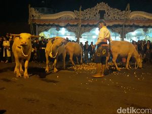 Malam 1 Suro, Keraton Solo Kirab 4 Kebo Bule dan 9 Pusaka Malam 1 Suro, Keraton Solo Kirab 4 Kebo Bule dan 9 Pusaka