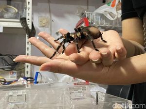 Tarantula yang Hasilkan Cuan hingga Rp 20 Juta Sebulan