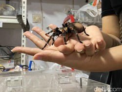 Tarantula yang Hasilkan Cuan hingga Rp 20 Juta Sebulan