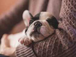 Apakah Anjing Bisa Bermimpi? Ini Penjelasannya