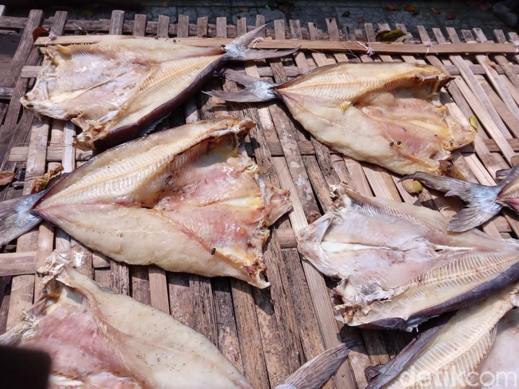 Penting! Tips Beli Ikan Asin Jambal Roti Asli dari Ahlinya