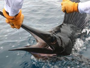 Hampir Mati! Nenek 76 Tahun Tertusuk Ikan Layar 45 Kg Saat Mancing