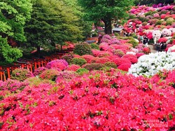 Kangen Tokyo? Lihatlah Keindahan Bunga Azalea yang Mekar Ini