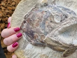 Fosil Ikan dalam Wujud 3 Dimensi Ditemukan di Ladang Ternak