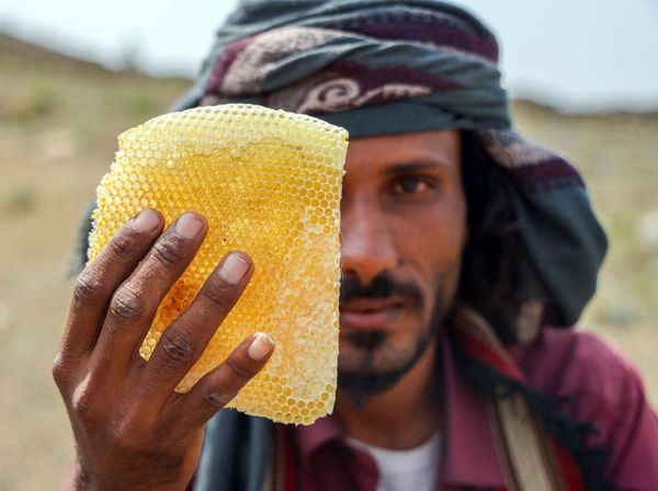 Begini Madu Yaman Diproduksi, Salah Satu Terbaik di Dunia