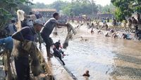Warga Purworejo Tumpah Ruah Berburu Ikan di Acara Bersih Sungai