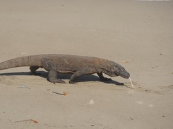 Tarif Baru ke Pulau Komodo Rp 3,75 Juta Ditunda Sampai 1 Januari 2023