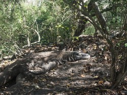 Tak Hanya TN Komodo, Semua Destinasi Harus Berkualitas dan Berkelanjutan