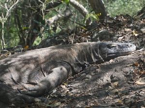 Menyambangi Komodo Saat Musim Kawin, Ternyata Begini Perilakunya