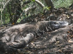 Terlalu Mahal, Operator Wisata Italia Minta Tarif Masuk P Komodo Diturunkan