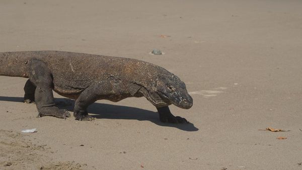 Berjumpa Sang Komodo Naga Saat Musim Kawin, Perilakunya Kok Gitu?