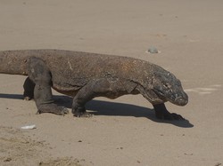 Tiket Komodo Kemahalan, Menteri LHK Surati Gubernur NTT