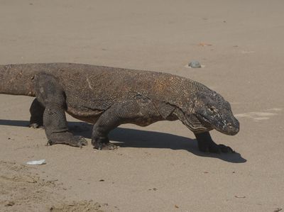Berjumpa Sang Komodo Naga Saat Musim Kawin, Perilakunya Kok Gitu?