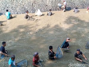 Warga Purworejo Tumpah Ruah Berburu Ikan di Bebersih Sungai Jelang Kemarau