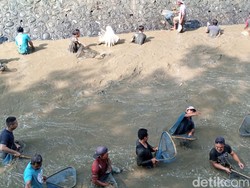 Warga Purworejo Tumpah Ruah Berburu Ikan di Bebersih Sungai Jelang Kemarau