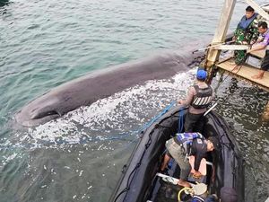 Paus Sepanjang 10 Meter Terdampar di Laut Banyuwangi Diduga Jenis Sperma