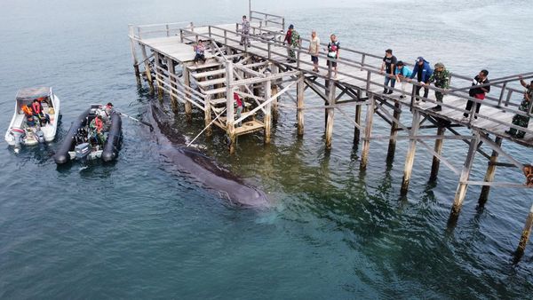 Momen Paus Sperma Terdampar Sampai Mati di Banyuwangi