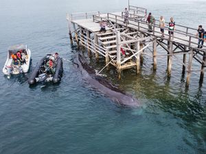Momen Paus Sperma Terdampar Sampai Mati di Banyuwangi