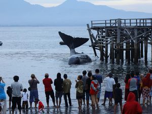Sedih, Paus Sperma yang Terdampar di Banyuwangi Mati