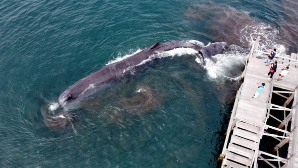 Paus Sperma Sepanjang 10 Meter Terdampar di Pantai Banyuwangi
