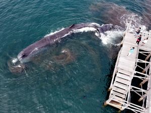 Paus Sperma Sepanjang 10 Meter Terdampar di Pantai Banyuwangi