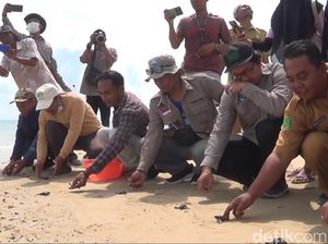 Telur yang Diselamatkan Itu Kini Jadi Tukik yang Dilepasliarkan