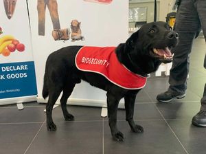 Penumpang dari Bali Didenda Rp 26 Juta di Australia karena Makanan yang Tak Dilaporkan