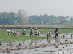 Petani di Klaten Nekat Nyorot Tanam Padi Meski Kemarau, Ini Alasannya