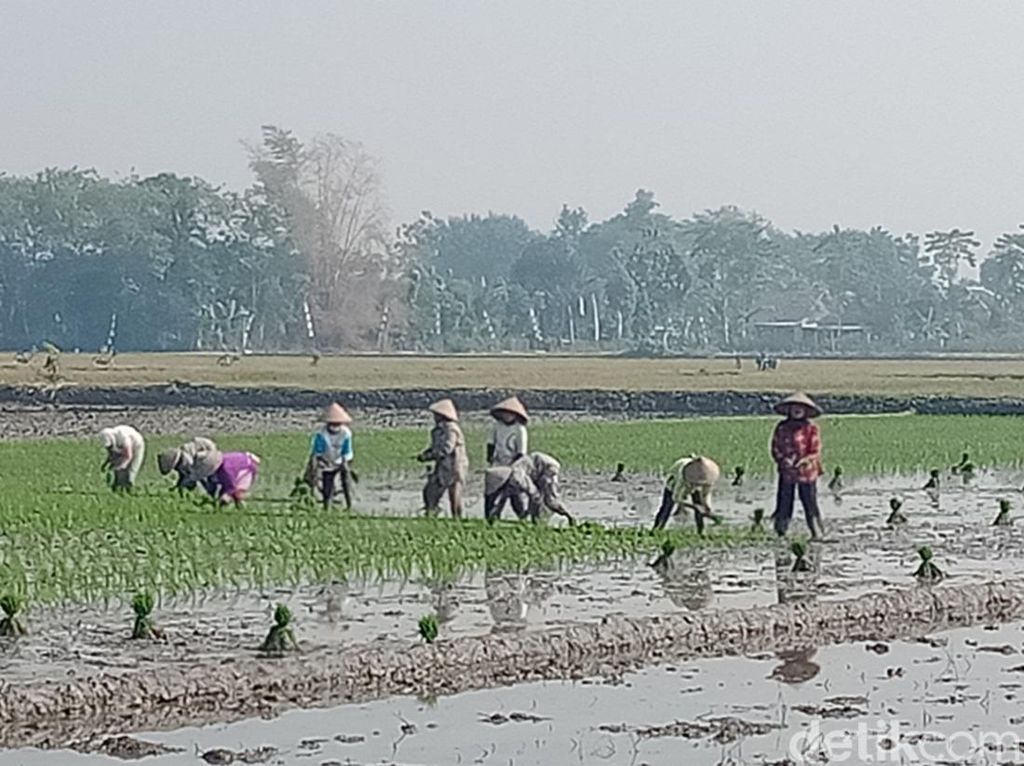 Petani di Klaten Nekat Nyorot Tanam Padi Meski Kemarau, Ini Alasannya Petani di Klaten Nekat Nyorot Tanam Padi Meski Kemarau, Ini Alasannya