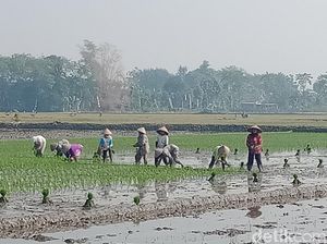 Petani di Klaten Nekat Nyorot Tanam Padi Meski Kemarau, Ini Alasannya Petani di Klaten Nekat Nyorot Tanam Padi Meski Kemarau, Ini Alasannya