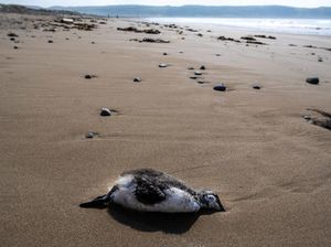 Ilmuan Khawatir Ribuan Burung Mati Misterius di Tepi Pantai Australia Ilmuan Khawatir Ribuan Burung Mati Misterius di Tepi Pantai Australia