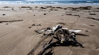 Penampakan Ribuan Burung Mati di Kanada, Diduga Karena Flu Burung