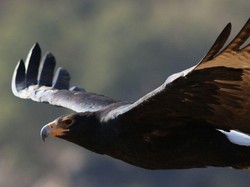 Ternyata Ini Hewan Tercepat di Udara, Kecepatannya Capai 320 Km/Jam