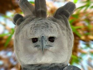 10 Elang Raksasa yang Sungguhan Ada di Dunia