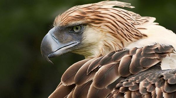 Potret 10 Elang Raksasa yang Masih Ada di Dunia