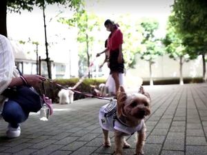 Inovasi Baju Pendingin Portable untuk Anjing di Tengah Gelombang Panas
