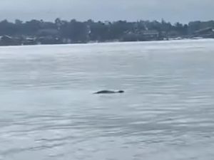 Warga Pesisir Berau Diteror 2 Buaya yang Muncul di Dekat Permukiman