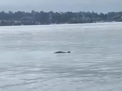 Warga Pesisir Berau Diteror 2 Buaya yang Muncul di Dekat Permukiman