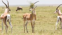 Siap-siap Ngakak! Ini Finalis Comedy Wildlife Photography Awards Terlucu