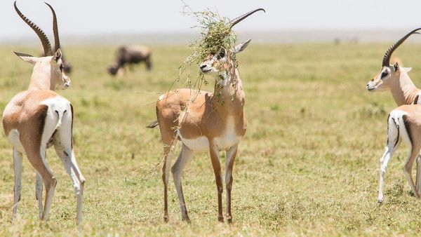 Siap-siap Ngakak! Ini Finalis Comedy Wildlife Photography Awards Terlucu